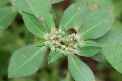 Euphorbia heterophylla